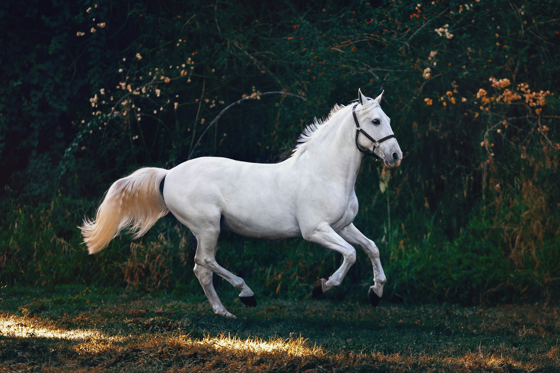 Horse rider at sunset - RiderAnn