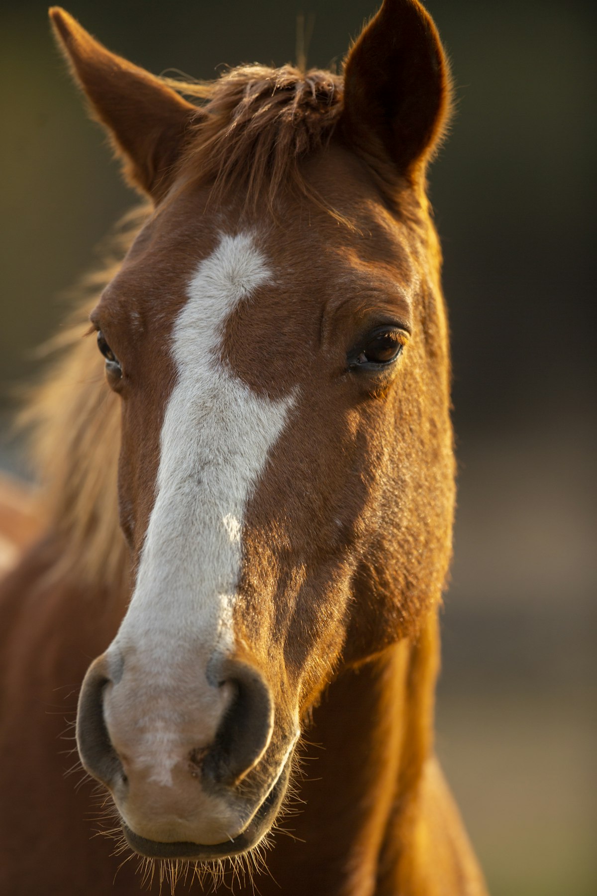 Rider galloping