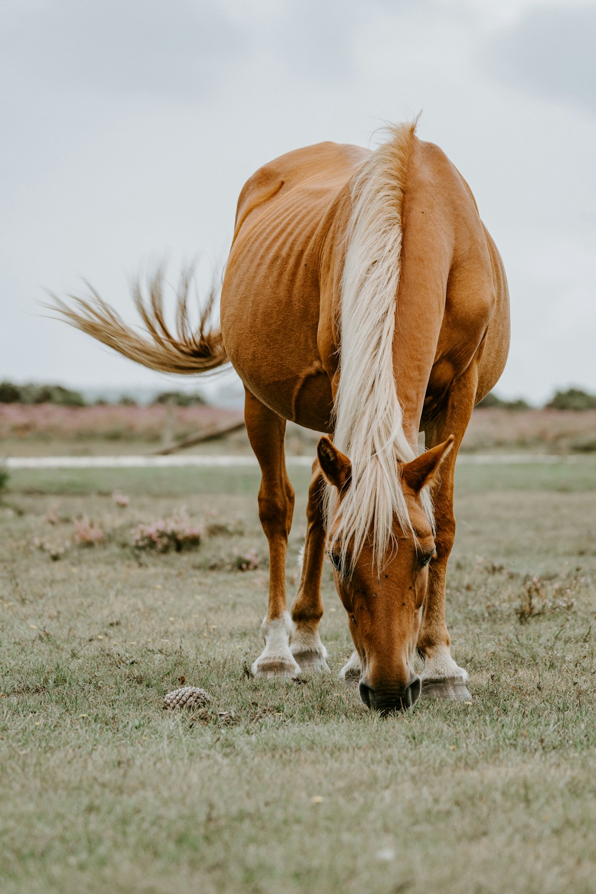 Mountain horse riding